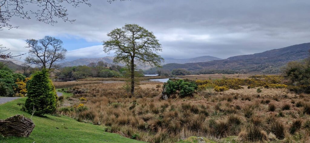 May be an image of grass