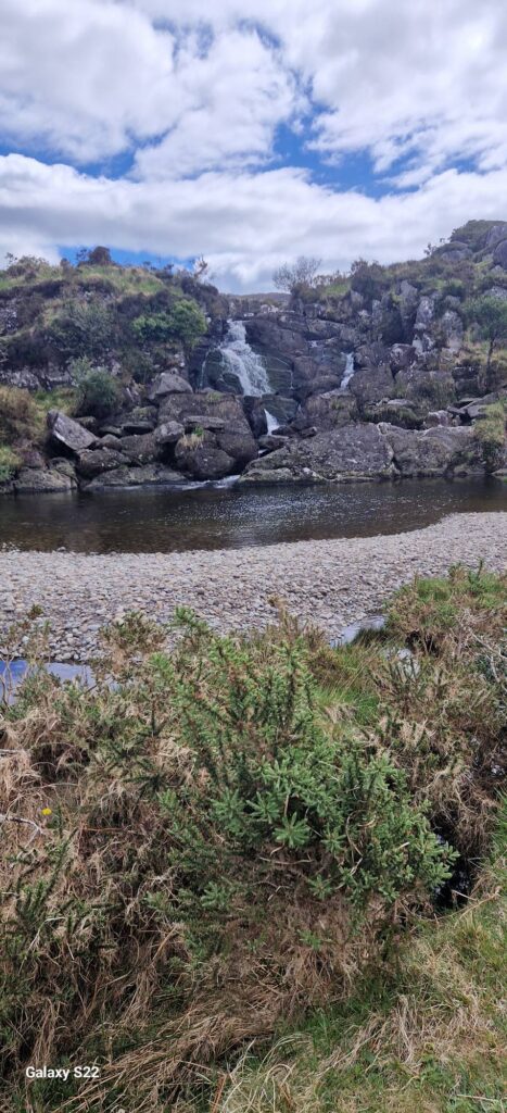 May be an image of grass