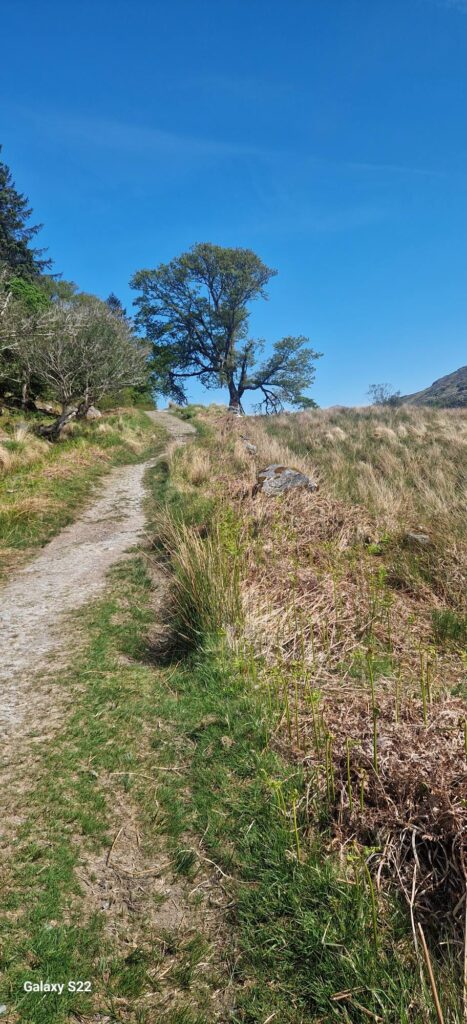May be an image of tree and grass
